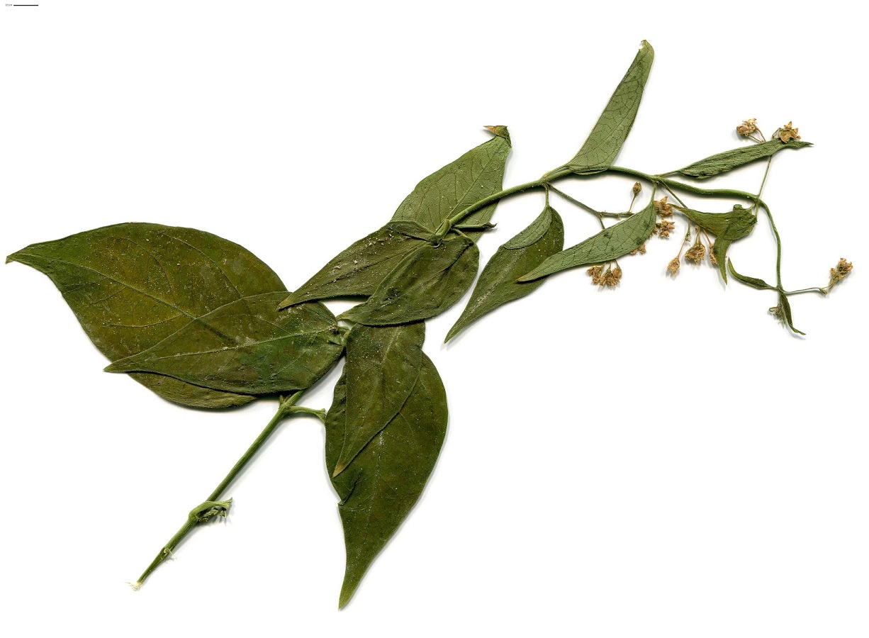 Vincetoxicum hirundinaria subsp. luteolum (Apocynaceae)
